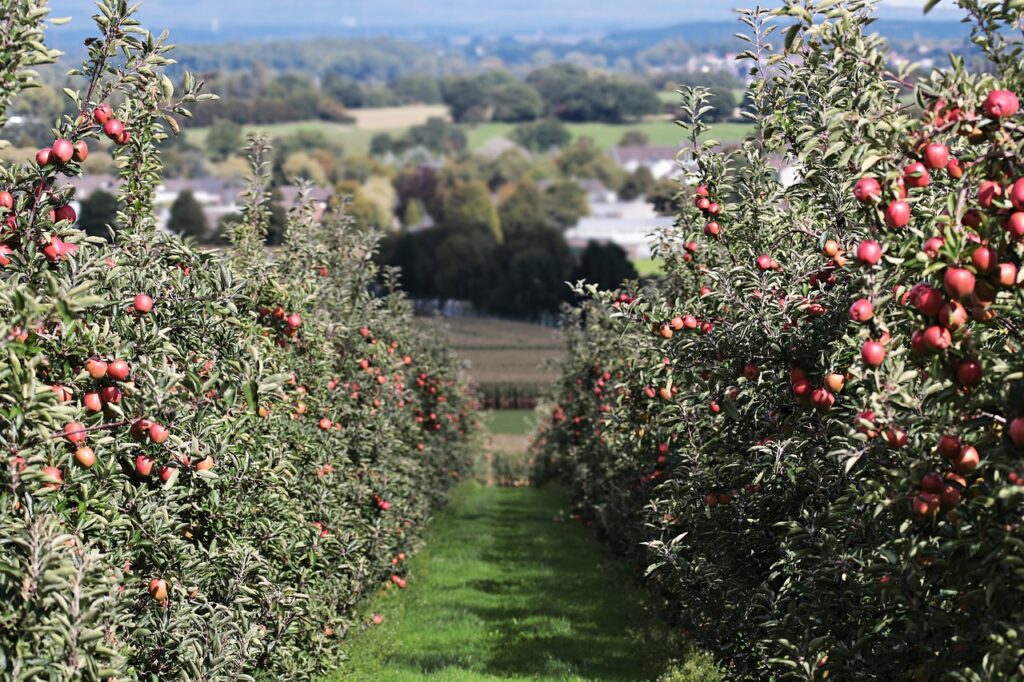 apples, landscape red, apple plantation, yummy, fruit, vitamins, fresh, red apple, nature, healthy, ripe, cute, pome fruit family, apple trees, orchards, trees, fruit trees, fall, harvest, harvested, apple harvest, clouds, heaven, houses, rural, perspective, landscape, apple trees, apple trees, apple trees, fruit trees, fruit trees, fruit trees, fruit trees, fruit trees